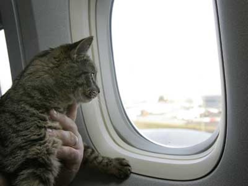 Consejos para viajar con gatos en avión1 Consejos para viajar con tu gato en avión
