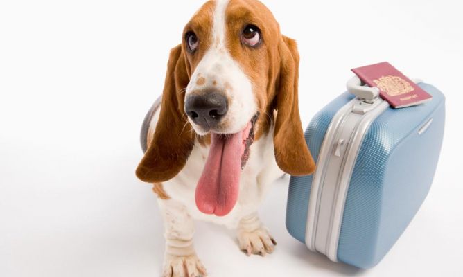 Viajar con perros en avión Traveling with dogs in airplane Recomendaciones para viajar con tu perro en avión
